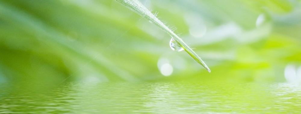 grass with drop background.jpg